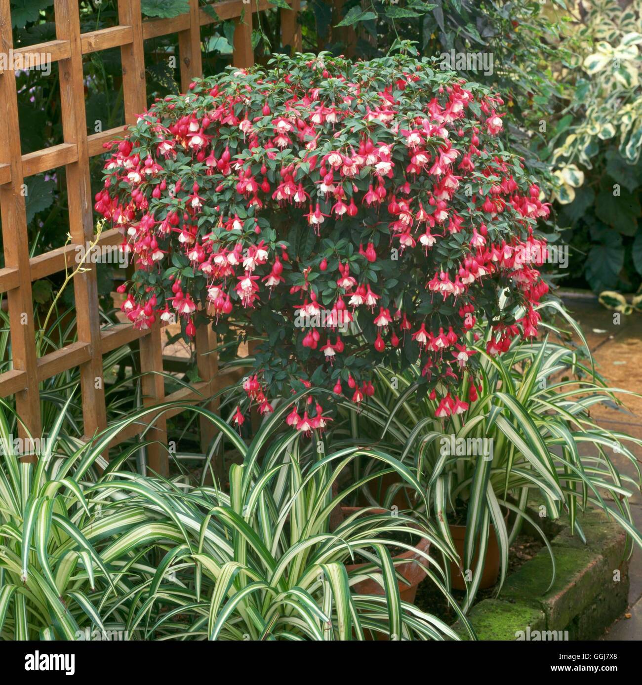 Container - Shrub - planted with a standard trained Fuchsia `Lady Thumb' AGM   CTR085401     Photos Stock Photo